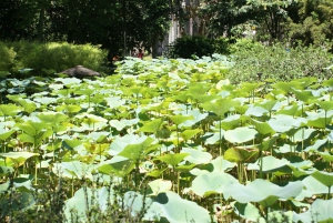 Rio de Janeiro: Botanical Garden Guided Visit