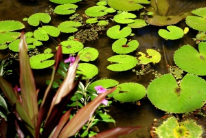 Rio de Janeiro: Botanical Garden Guided Visit