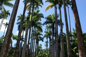 Rio de Janeiro: Botanical Garden Guided Visit