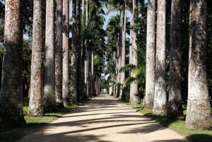 Rio de Janeiro: Botanical Garden Guided Visit