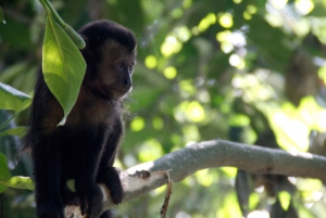 Rio de Janeiro: Botanical Garden Guided Visit