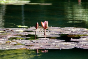 Rio de Janeiro: Botanical Garden Guided Visit