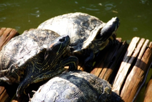 Rio de Janeiro: Botanical Garden Guided Visit
