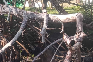 Rio de Janeiro: Cariocando na Floresta da Tijuca