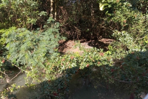 Rio de Janeiro: Cariocando na Floresta da Tijuca