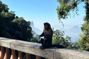 Rio de Janeiro: Christ Statue, City, & Rainforest Tour