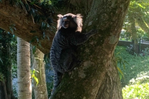 Rio de Janeiro: City Tour with a real local!