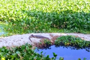 Rio de Janeiro Nature Secrets 'The Eco Citytour'