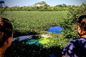 Rio de Janeiro Nature Secrets 'The Eco Citytour'