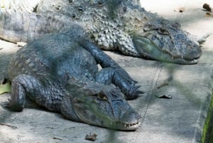 Rio de Janeiro Nature Secrets 'The Eco Citytour'