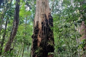 Rio de Janeiro: Jeep Tour in the Tijuca Forest
