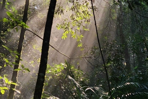 Rio de Janeiro: Papagaio Peak Hike in Tijuca Forest