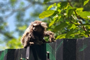 Rio de Janeiro: Private City Tour with Hotel Pickup