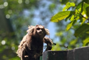 Rio de Janeiro: Private City Tour with Hotel Pickup