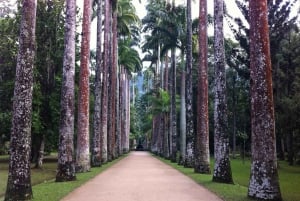 Rio de Janeiro Rocinha walking Tour com Guia Local