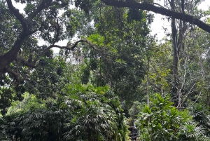 Rio de Janeiro Rocinha walking Tour com Guia Local