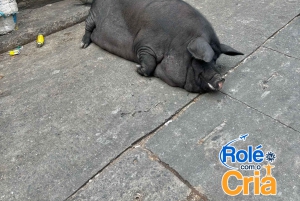 Rio de Janeiro: Rocinha Favela guided tour