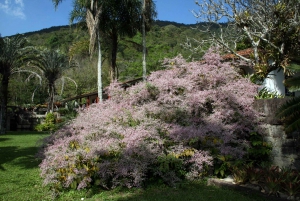 Rio de Janeiro: Sitio Roberto Burle Marx Guided Tour