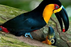 Rio de Janeiro State: Uaná Etê Cultural Gardens Entry Ticket