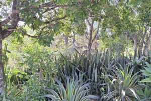Rio de Janeiro State: Uaná Etê Cultural Gardens Entry Ticket