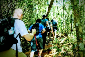 Rio de Janeiro: Tijuca Forest Challenge Hike Full-Day Trip