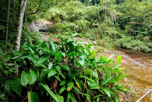Rio de Janeiro: Tijuca Forest Challenge Hike Full-Day Trip