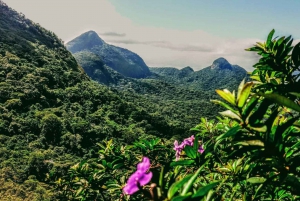 Rio de Janeiro: Tijuca Forest Challenge Hike Full-Day Trip