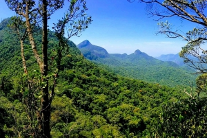 Rio de Janeiro: Tijuca Forest Challenge Hike Full-Day Trip