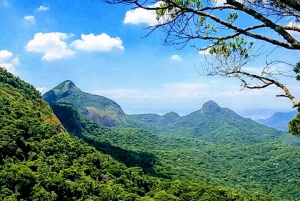 Rio de Janeiro: Tijuca Forest Challenge Hike Full-Day Trip