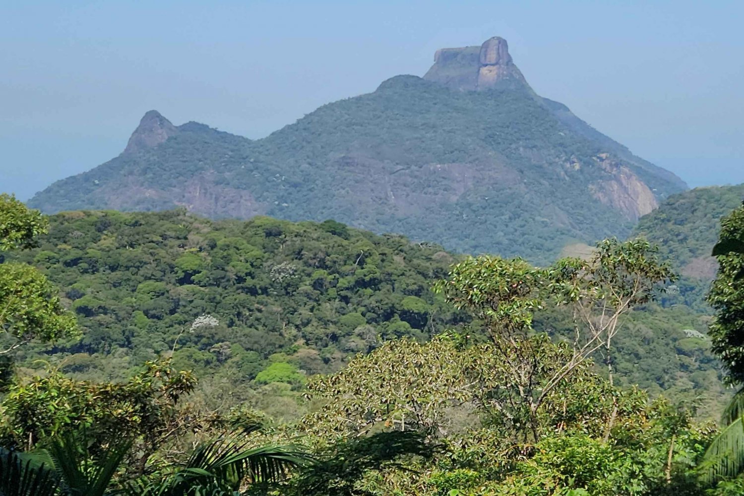 Rio de Janeiro: Tijuca Forest Hike to Pico da Tijuca