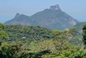 Hike to the highest mountain of Rio with a forest specialist