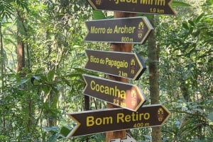 Hike to the highest mountain of Rio with a forest specialist