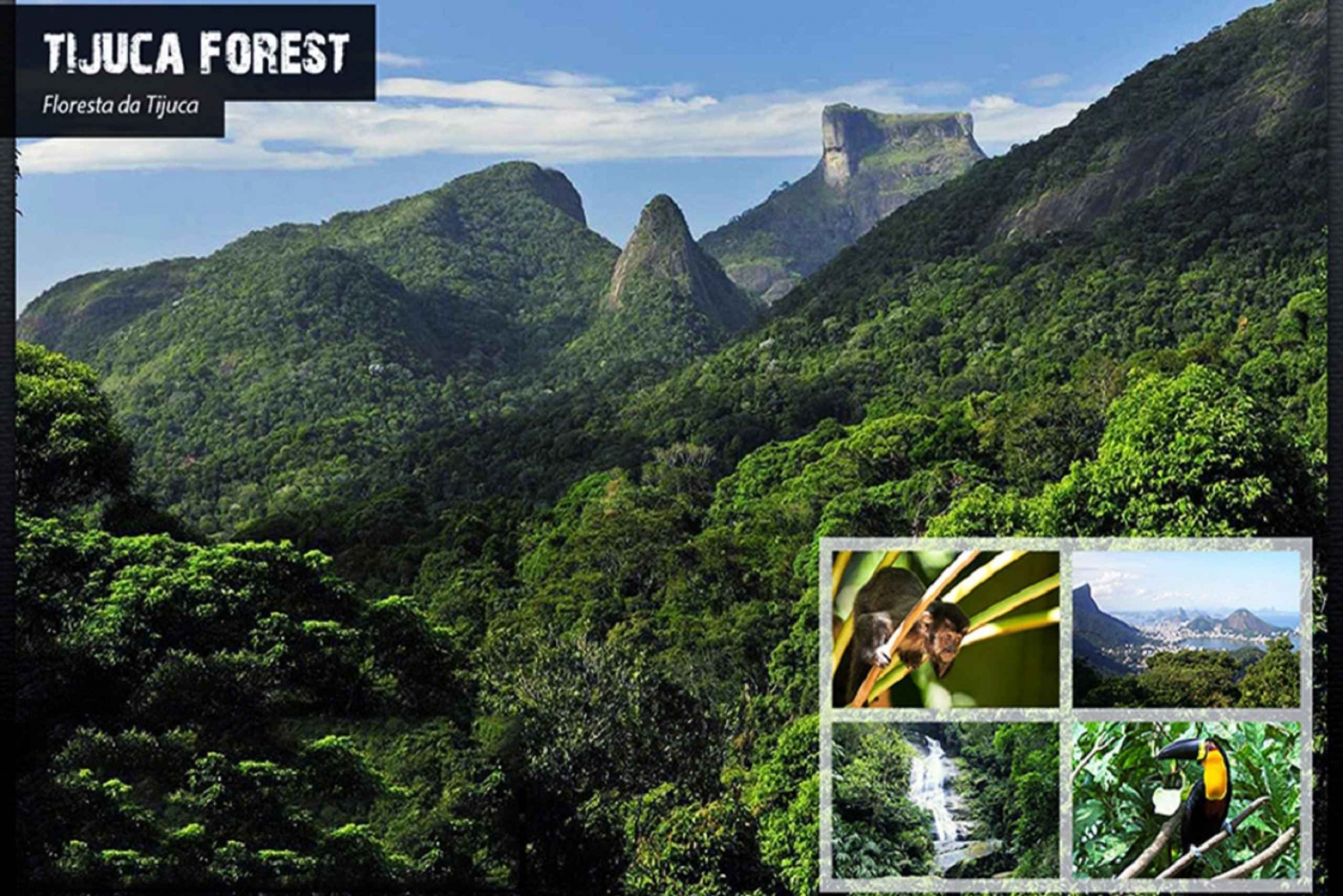 Rio de Janeiro: Tijuca National Park EcoTour