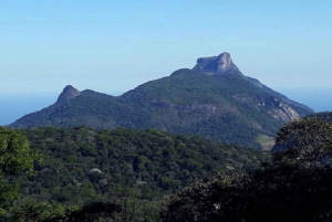 Rio de Janeiro: Tijuca National Park EcoTour