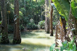 Rio de Janeiro: Tijuca National Park EcoTour