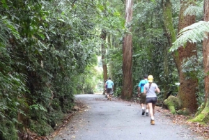Rio de Janeiro: Tijuca National Park EcoTour