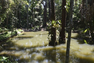 Rio de Janeiro: Tijuca National Park EcoTour