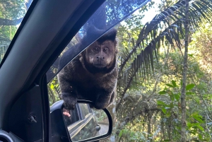 Rio de Janeiro: Tijuca National Park Tour