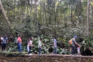 Rio de Janeiro: Tijuca National Park Tour
