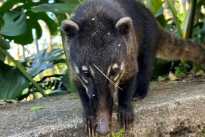 Rio de Janeiro: Tijuca National Park Tour