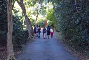 Rio de Janeiro: Tijuca Peak Guided Hike