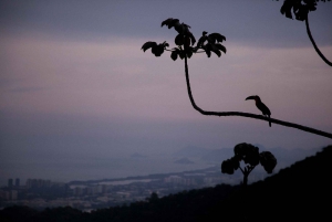 Rio: Half-Day Jeep Tour at Floresta da Tijuca