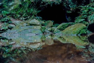 Rio: Half-Day Jeep Tour at Floresta da Tijuca