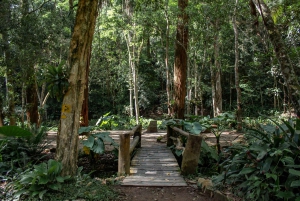 Rio: Half-Day Jeep Tour at Floresta da Tijuca