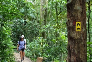 Rio: Hike to Tijuca Peak the Highest Summit in Tijuca Forest