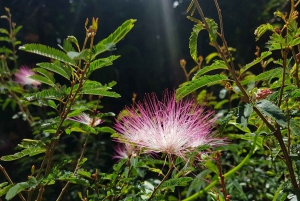 Rio: Hiking Adventure in Serra dos Órgãos National Park