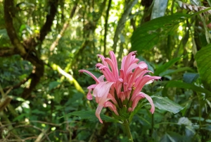 Rio: Hiking Adventure in Serra dos Órgãos National Park