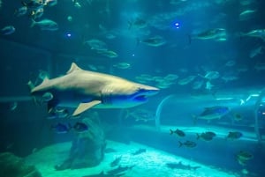 Rio: Olympic Boulevard, AquaRio and Museum of Tomorrow Tour