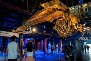 Rio: Olympic Boulevard, AquaRio and Museum of Tomorrow Tour
