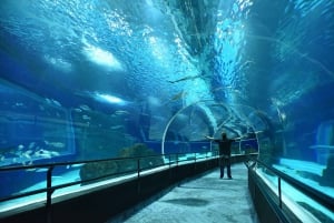 Rio: Olympic Boulevard, AquaRio and Museum of Tomorrow Tour